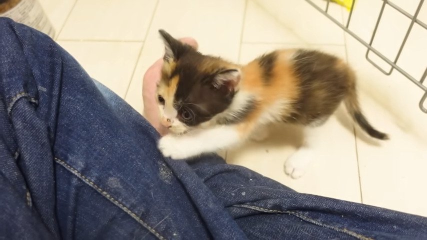 保護主さんのそばにやってきた妹猫