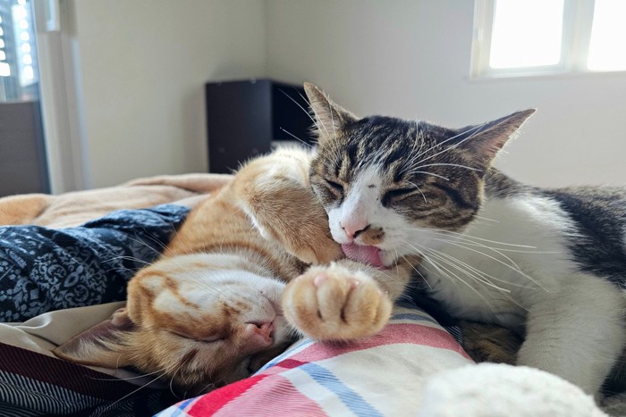 アログルーミング中の猫たち