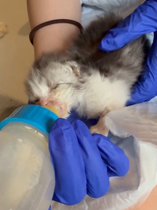 哺乳瓶でミルクを飲む子猫