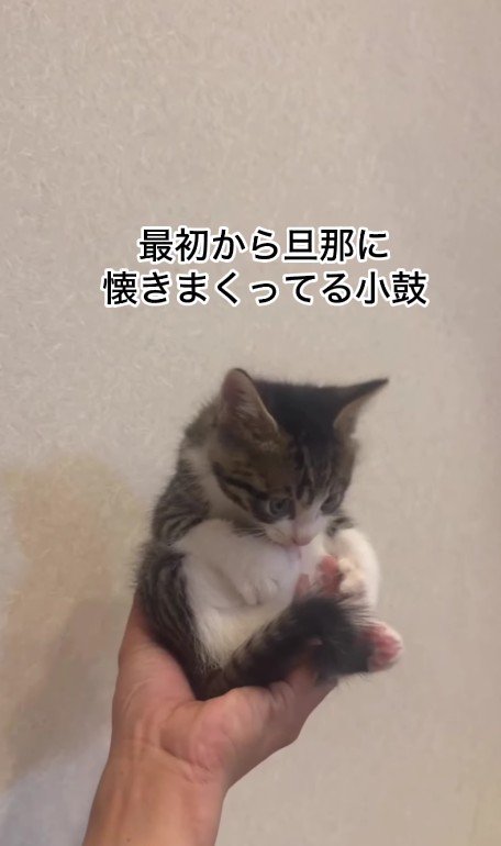 片手に収まった猫