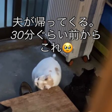 顔を傾けて左耳を台にすり寄せる猫