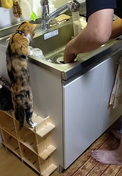 身を乗り出す猫