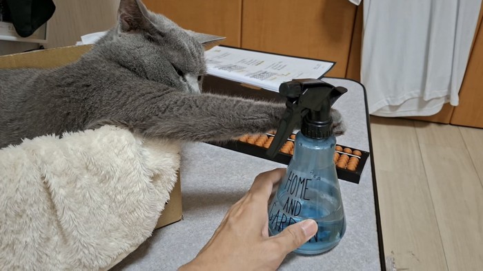 ボトルを触る猫の写真3