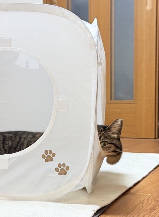 ほっぺがはみ出ている猫