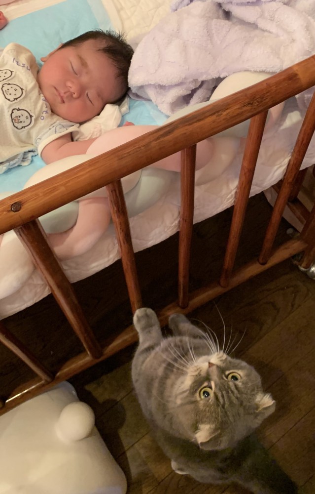 ベッド柵に手をかける猫