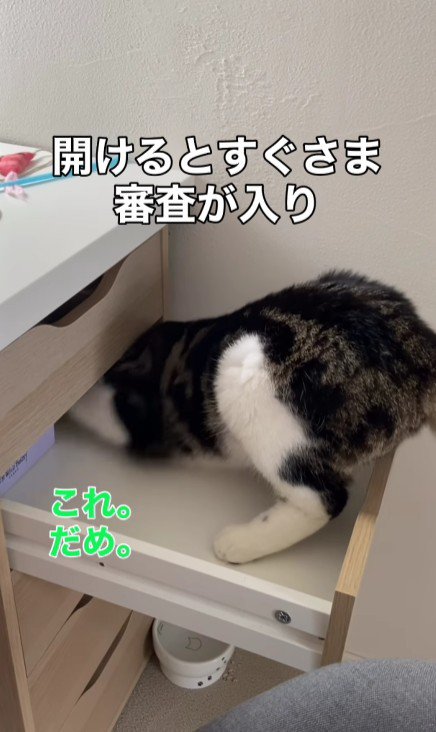 引き出しに入る猫