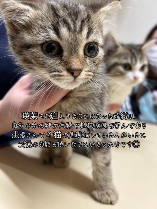 小さな子猫