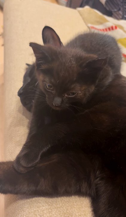 先住猫さんの上で顔を上げるちこちゃん