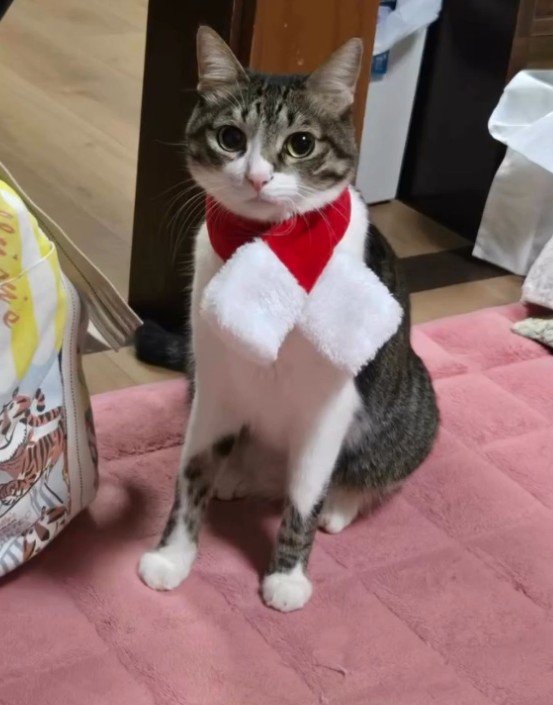 マフラーをした猫