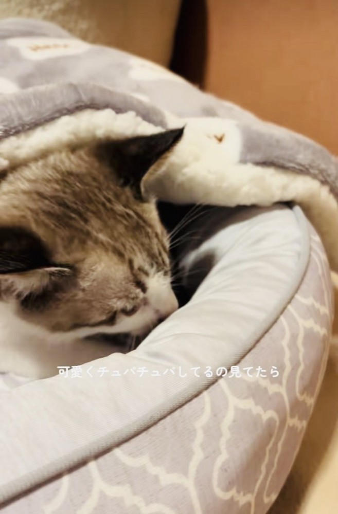 毛布を吸う子猫