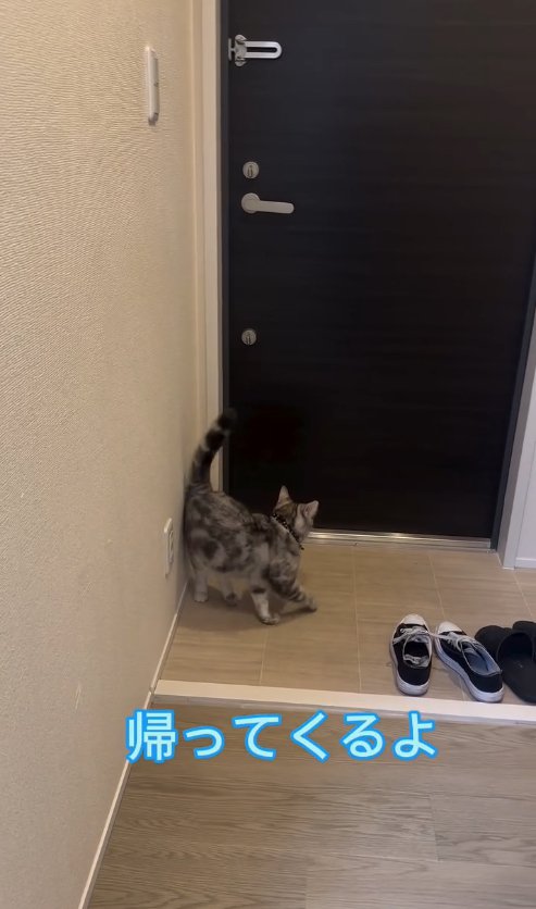 玄関ドアの方へ方向転換している猫