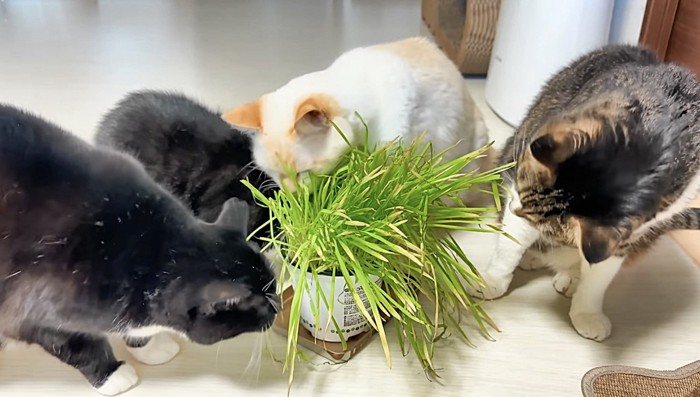 猫草を囲む猫たち