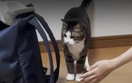 1匹の成猫の前に片手を差し出す人