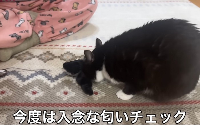調べる猫