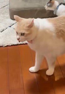 舌を出したまま立ち尽くす茶白猫