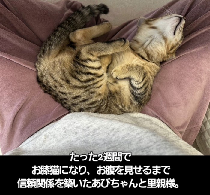 人のひざの上で仰向けになる子猫