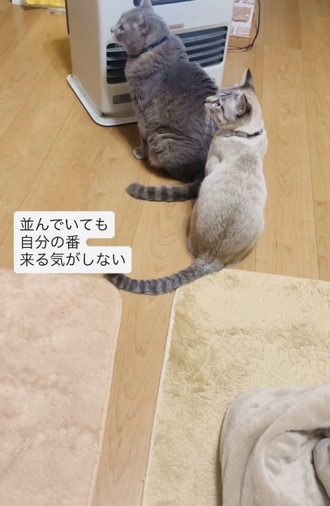 ストーブに並ぶグレートラ猫とシャムトラ猫