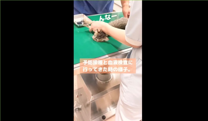 拘束され「んなー」と言う子猫