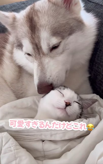 顔を寄せる子猫と犬
