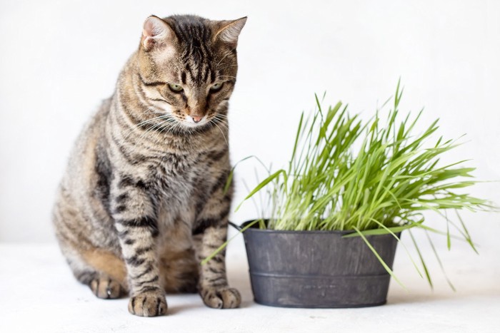 お座りをして猫草を見つめる猫
