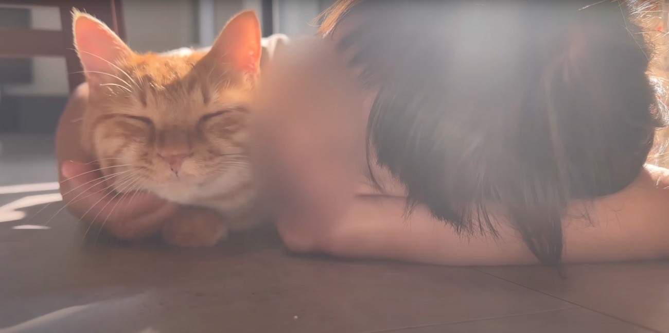 ゴロゴロ鳴く猫