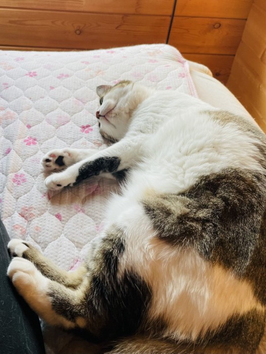 ベッドで横になる猫