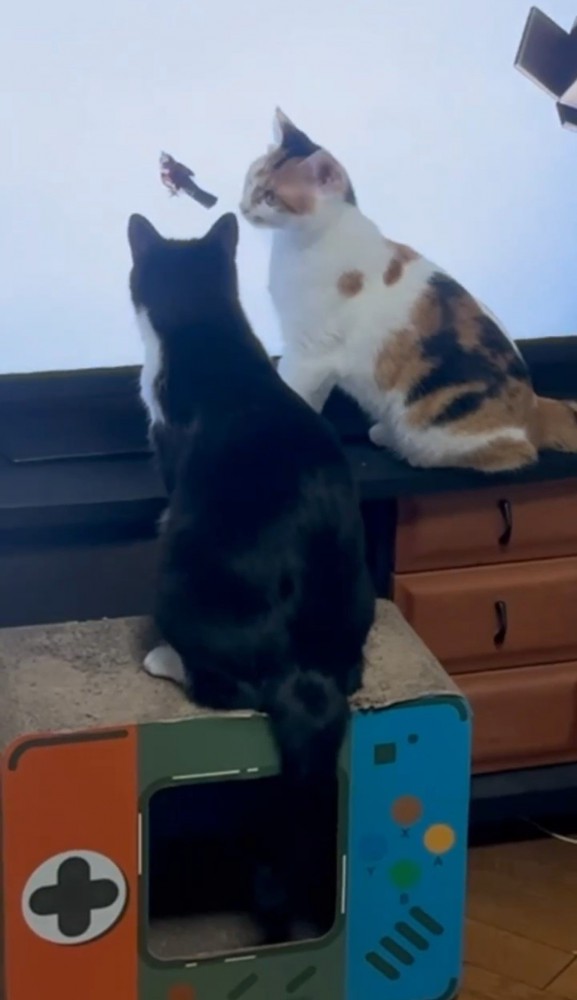 テレビ画面で遊ぶ2匹の猫3