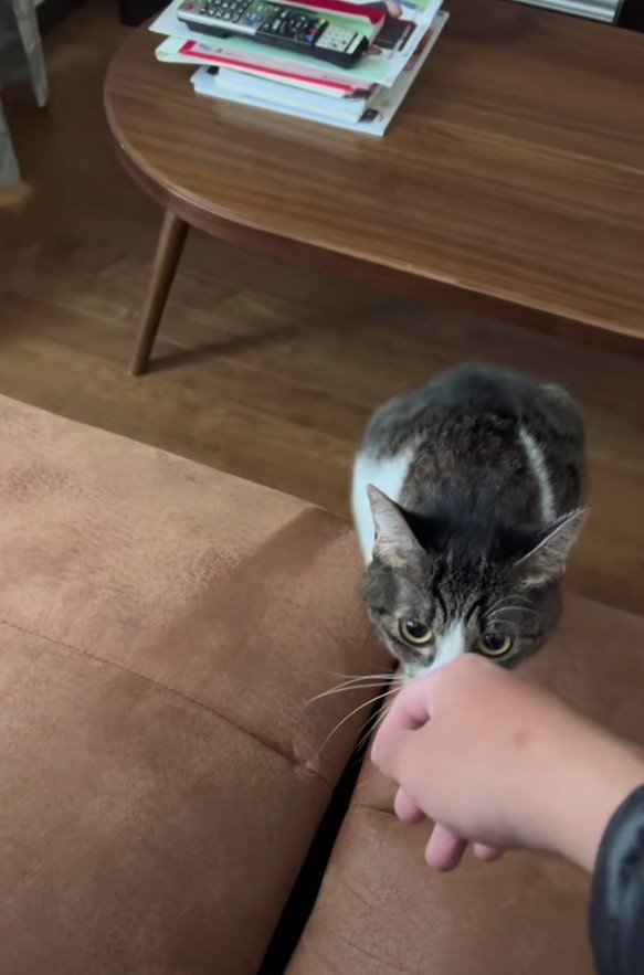 手のにおいを嗅ぐはなちゃん