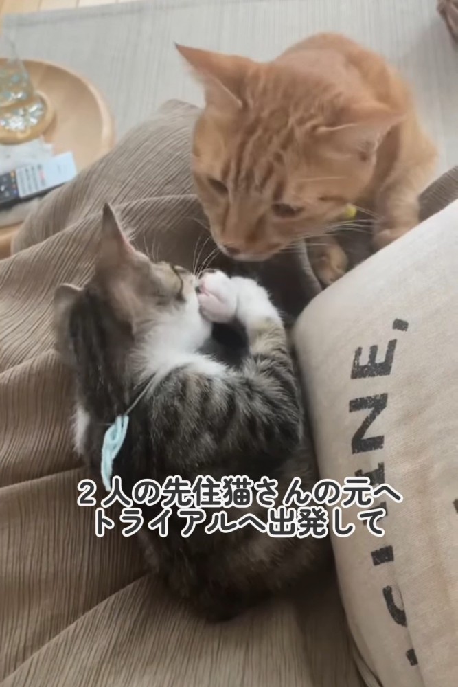 子猫を見る茶トラ猫