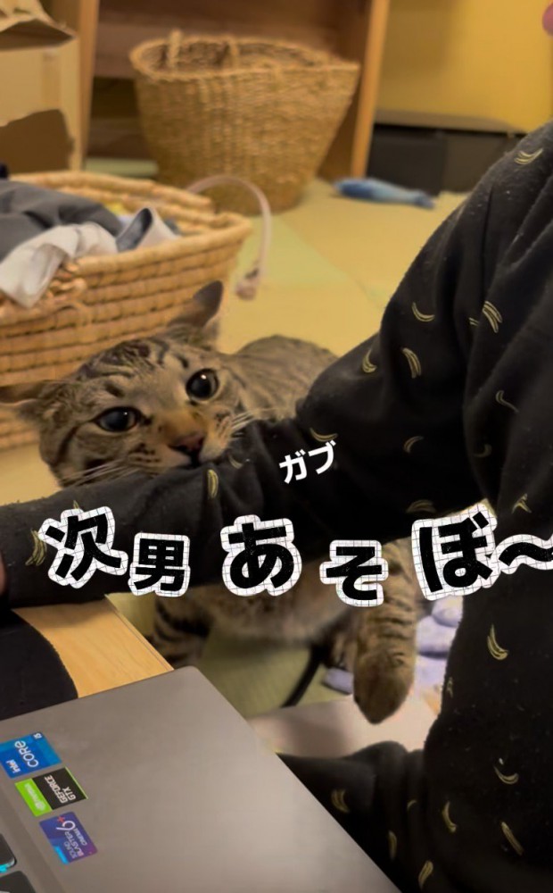 男の子の腕をかむ猫