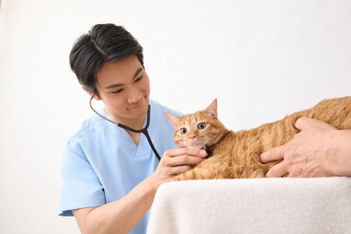 診察中の猫