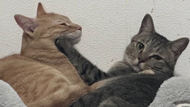 茶トラ猫とキジトラ猫