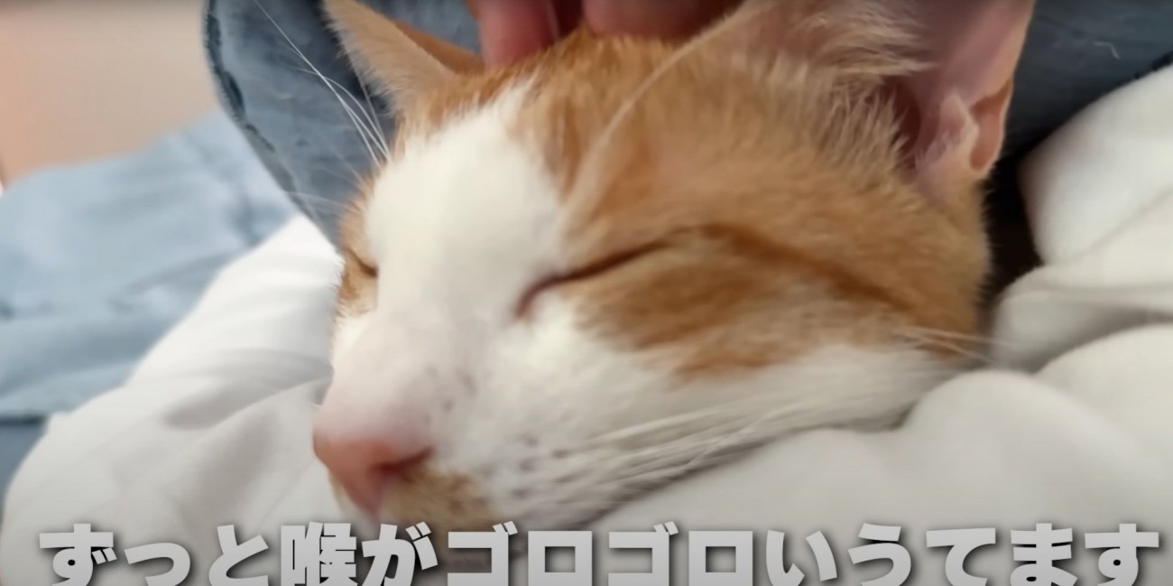 腕枕されるチップくん