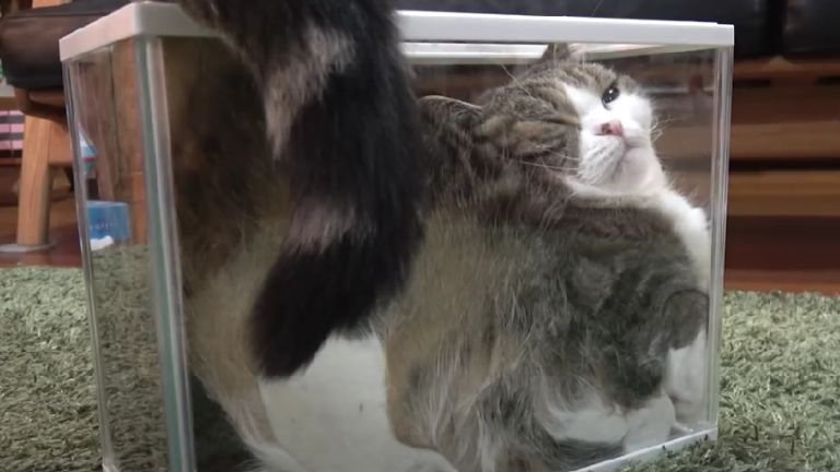 水槽でくつろぐ猫