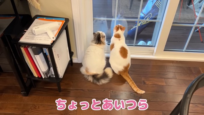 夕方になってもツバメが気になる…！