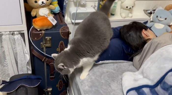 ベッドの端っこに立つ猫