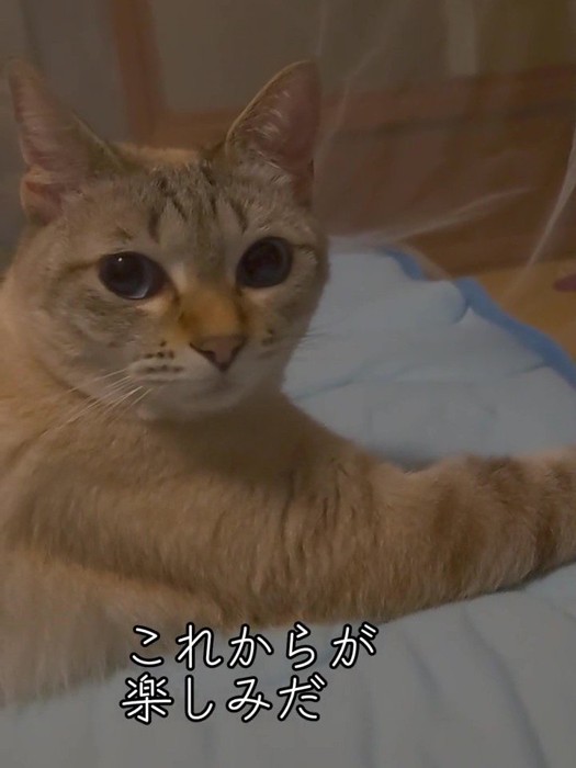 カメラを見る猫の顔