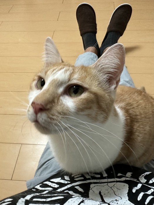 目をパッチリ開けて飼い主の膝の上で座る猫