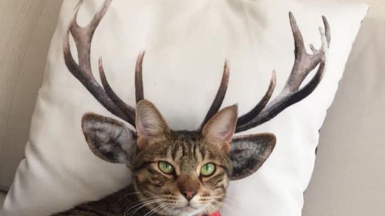 ソファーにいる猫