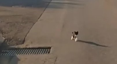 車の方を向く子猫