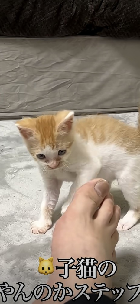 やんのかステップ