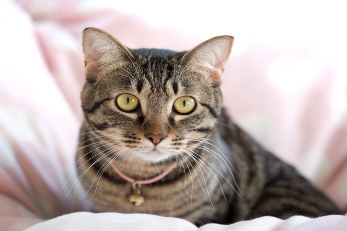 カメラ目線のキジトラ