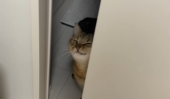 壁に顔をこすりつけるみにらくん