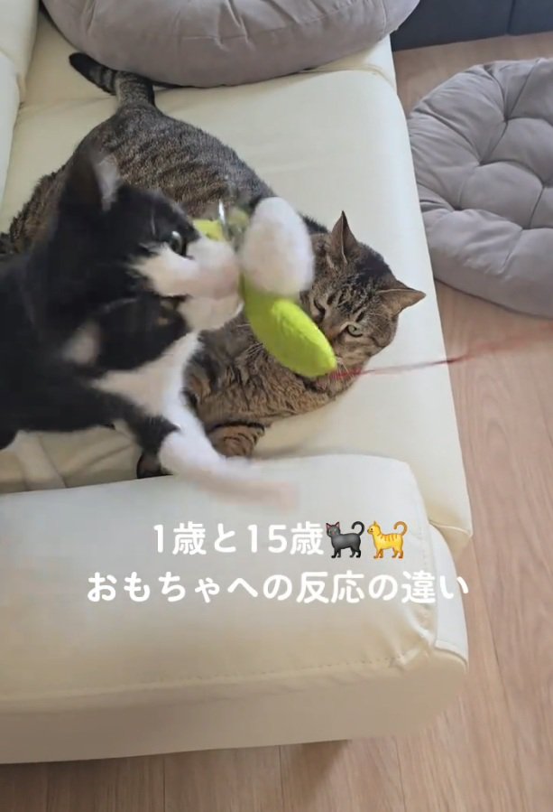 飛びつくるるくん