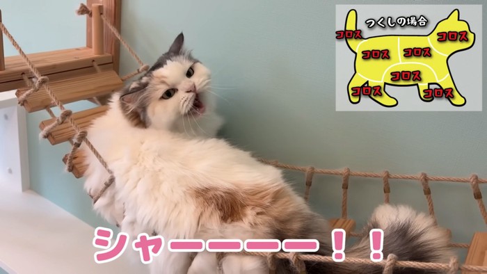 怒るつくしちゃん