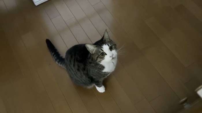 こちらを見上げて