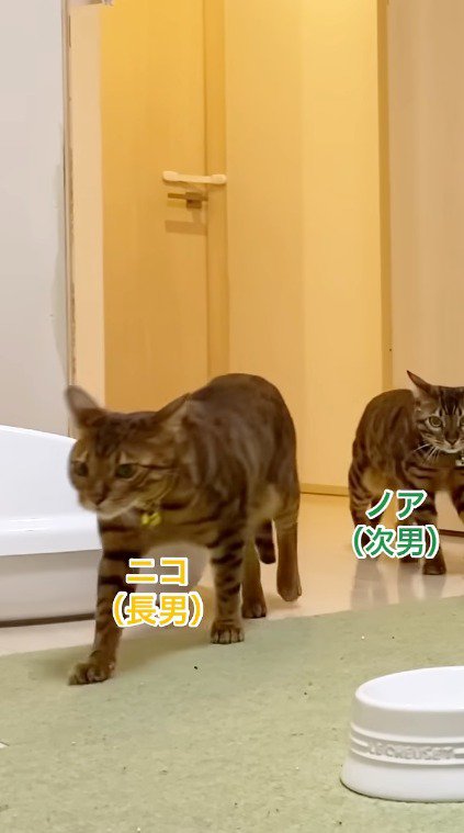 猫部屋の中に入る黄色い首輪を着けた猫と緑色の首輪を着けた猫