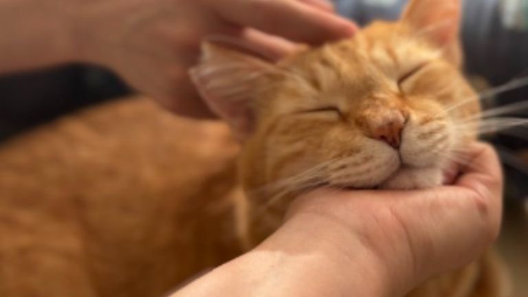 撫でられる猫