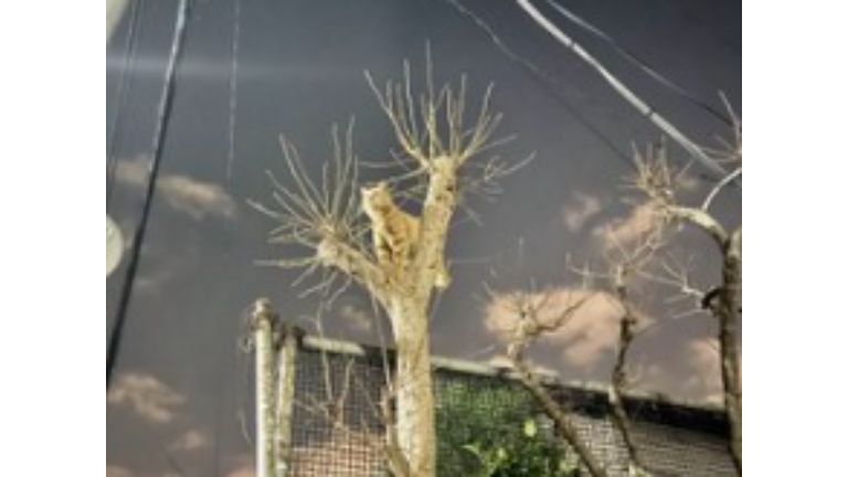 木に登っている猫