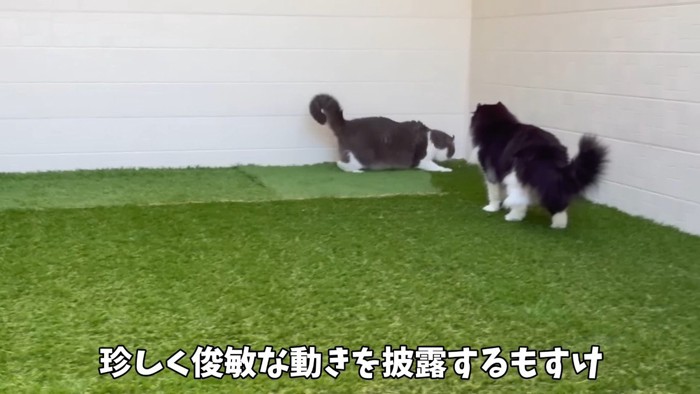 俊敏な動きを披露